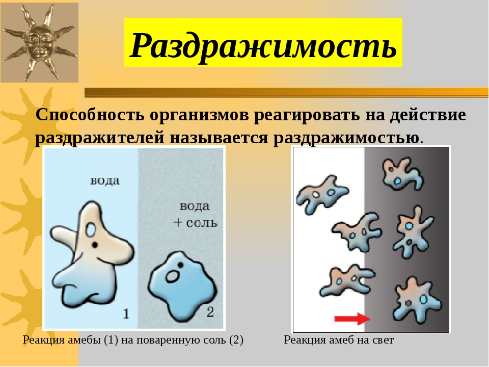 Реакция на свет. Раздражимость амебы. Реакция амебы на свет. Раздражимость амебы обыкновенной. Амеба реагирует на свет.