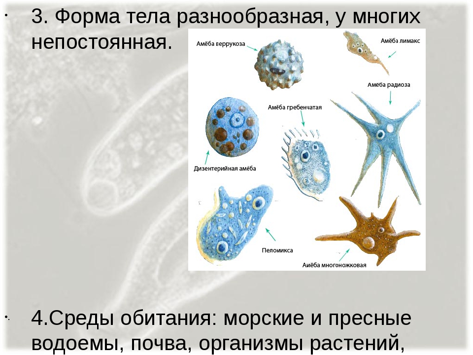 Амеба форма тела. Форма тела Саркодовые амеба. Непостоянная форма тела. Непостоянная форма тела у простейших. Обитания простейших.