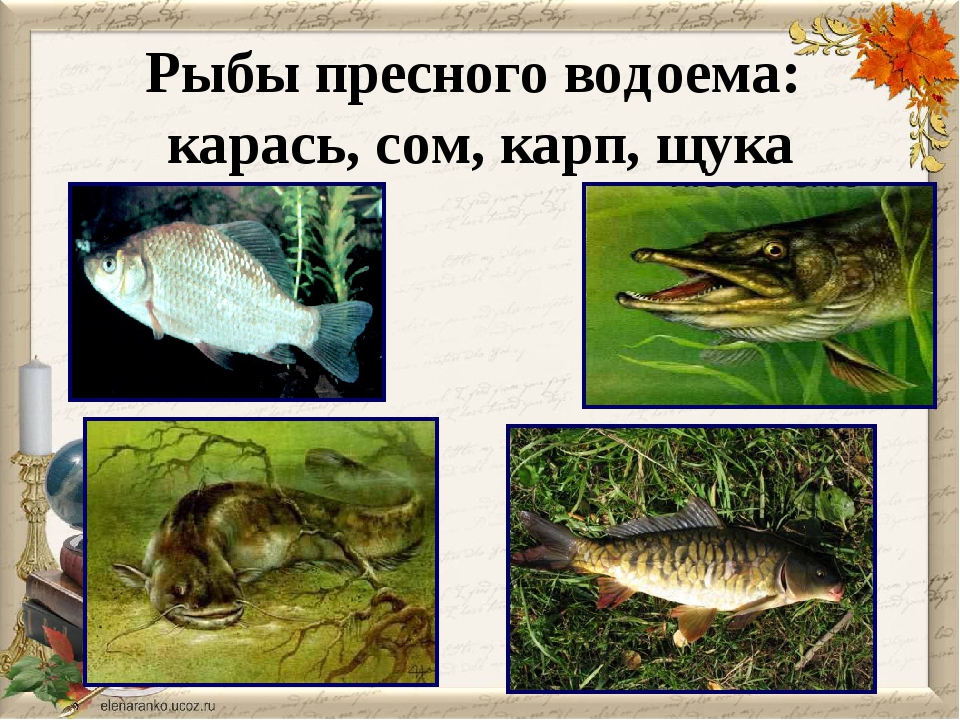 В пресных водоемах обитает. Обитатели пресных водоемов рыбы. Рыбы пресного водоема 4 класс. Кто обитает в пресной воде.