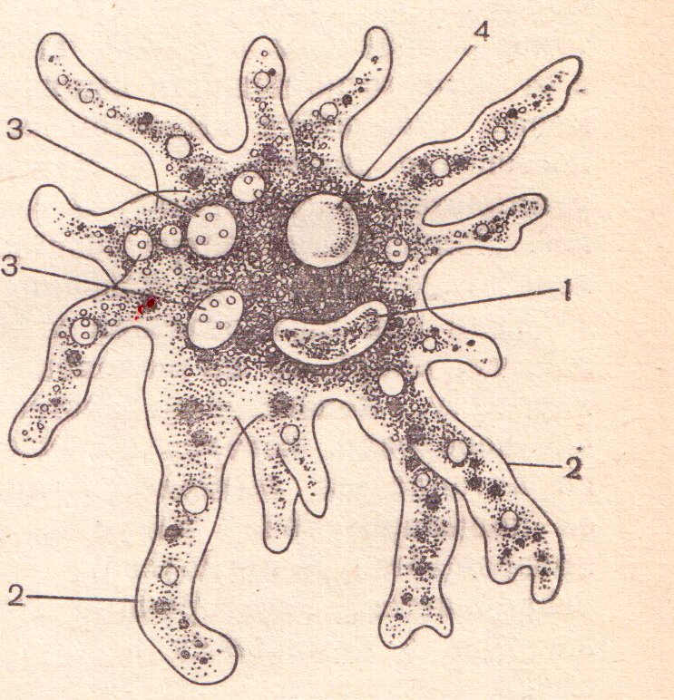 Амеба обыкновенная строение рисунок