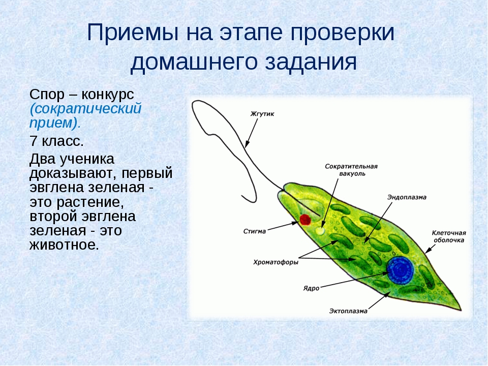 Эвглена зеленая это. Протисты миксотрофы. Строение эвглены зеленой 7 класс биология. Органоиды эвглены зеленой. Внутреннее строение эвглены зеленой.