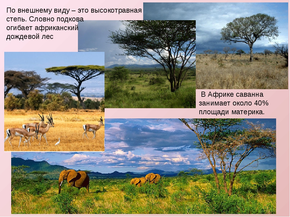 Животные саванны доклад 1 класс окружающий мир. Саванна это природная зона. Зона саванн растения. Природные зоны Африки саванны. Животные и растения Африки.