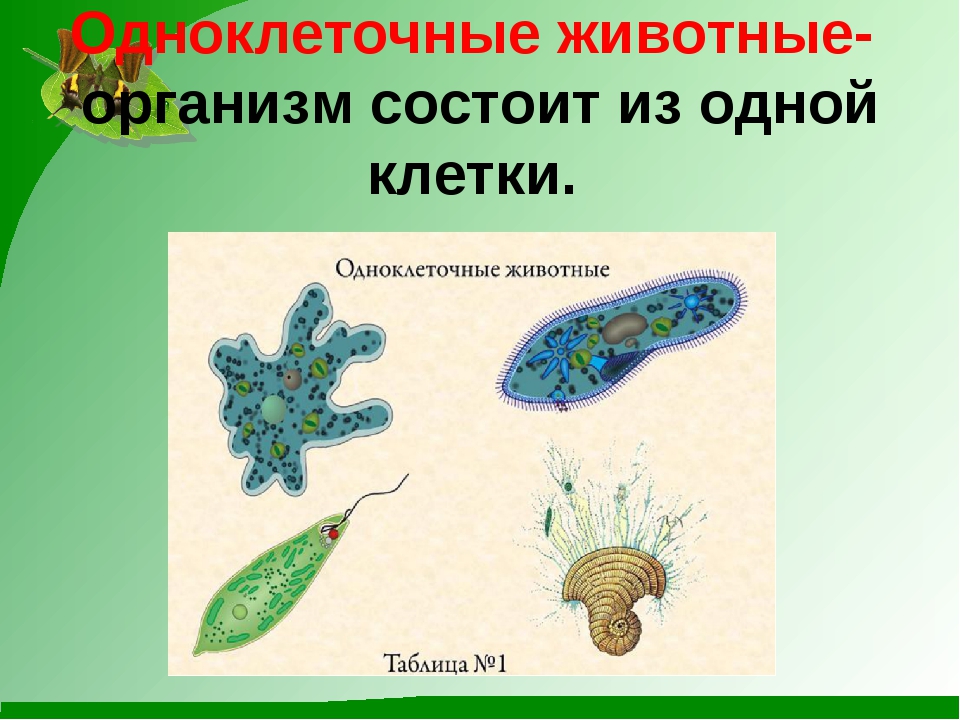 Клеток в жизни одноклеточных и многоклеточных организмов