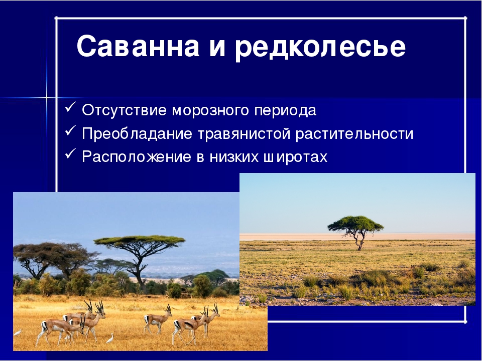 Саванны какая природная зона. Саванны и редколесья презентация. Саванна это в географии. Саванны и редколесья климат. Саванны редколесья и кустарники климат.