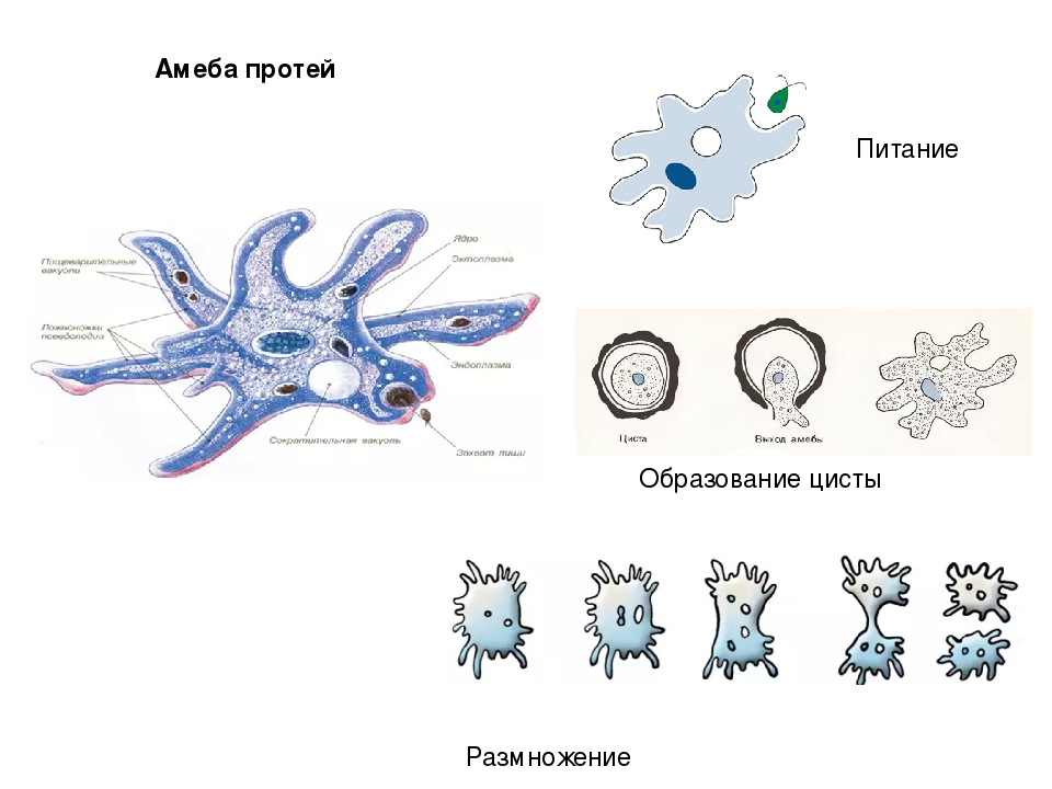 Суть процесса амебы. Строение и размножение амебы. Амеба строение питание размножение. Движение амебы Протей. Размножение амебы Протей.