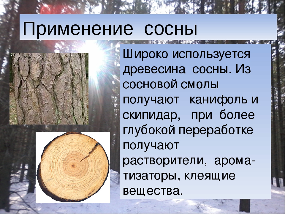 Дерева можно применять для. Сосна древесина. Хвойная древесина. Сосна применение древесины. Древесина сосны используется.