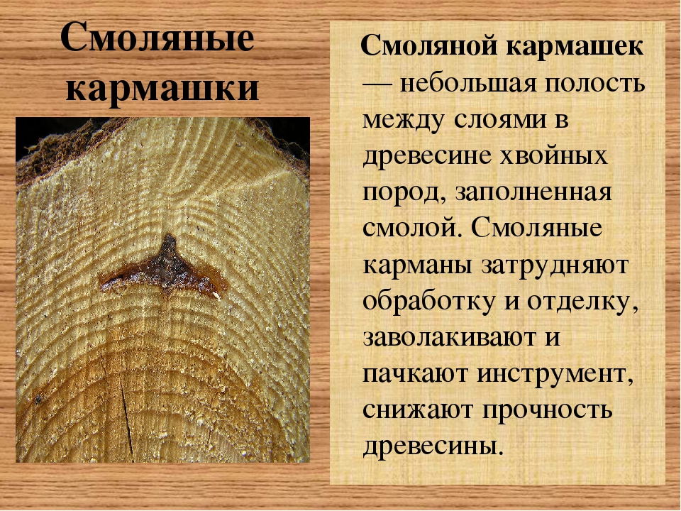 Породы и пороки древесины. Пороки древесины смоляные кармашки. Смоляные кармашки древесины. Смоляной кармашек. Смоляной карман в древесине.