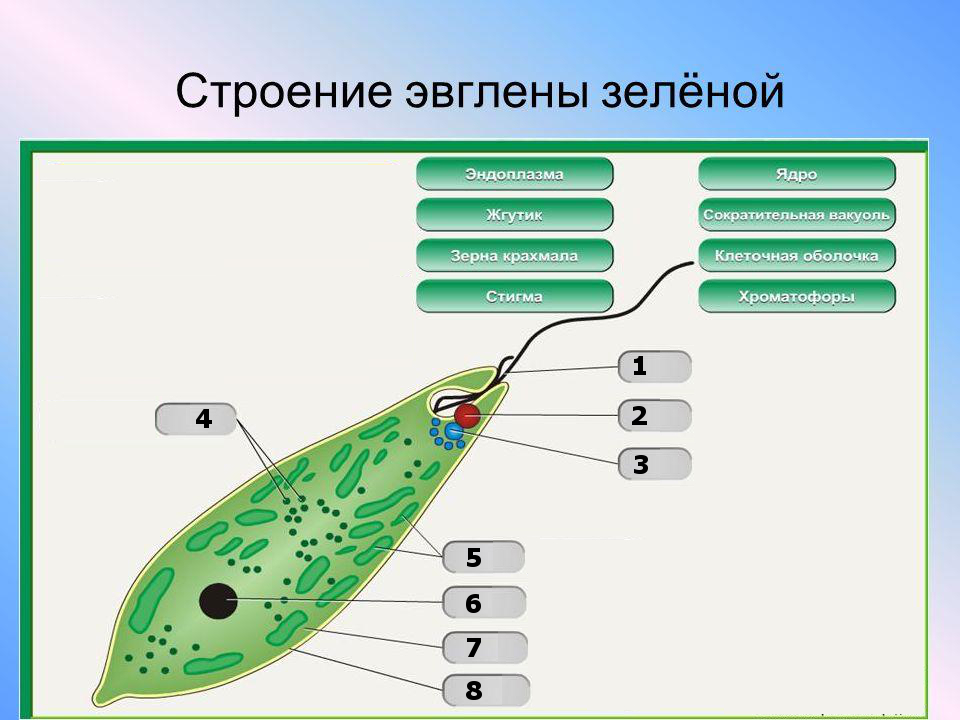 Схема эвглены зеленой