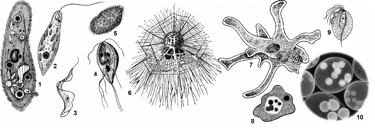 Простейшие биология 8. Лямблия амёба инфузория туфелька. Радиолярия фораминифера амёба солнечник. Фораминифера радиолярия солнечник амеба Протей. Дизентерийная амеба одноклеточная или многоклеточная.