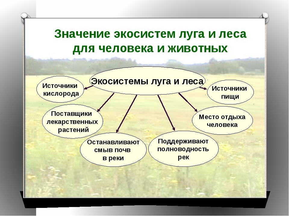 Описание экосистемы хвойного леса по плану 9 класс