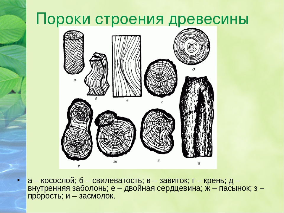 Пороги древесины. Пороки древесины пороки строения древесины. Пороки строения древесины косослой. Пороки строения древесины свилеватость. Пороки строения древесины завиток.