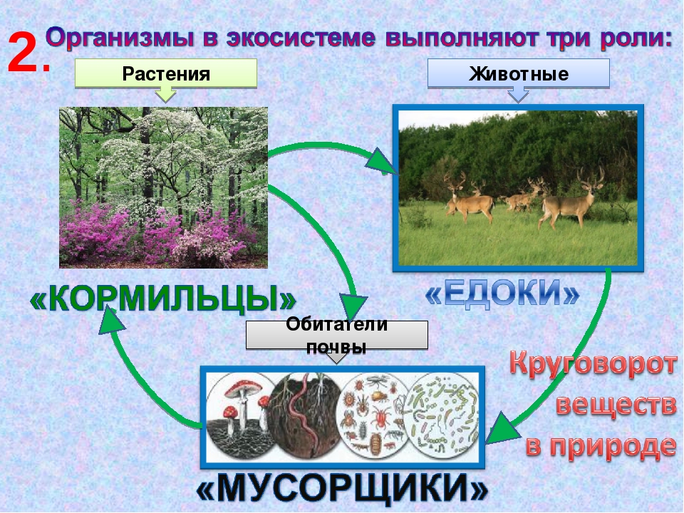 Зеленая экосистема москвы как это работает. Роль растений в экосистеме. Производители кормильцы это. Задачи экосистемы. Экологическая система экосистема.