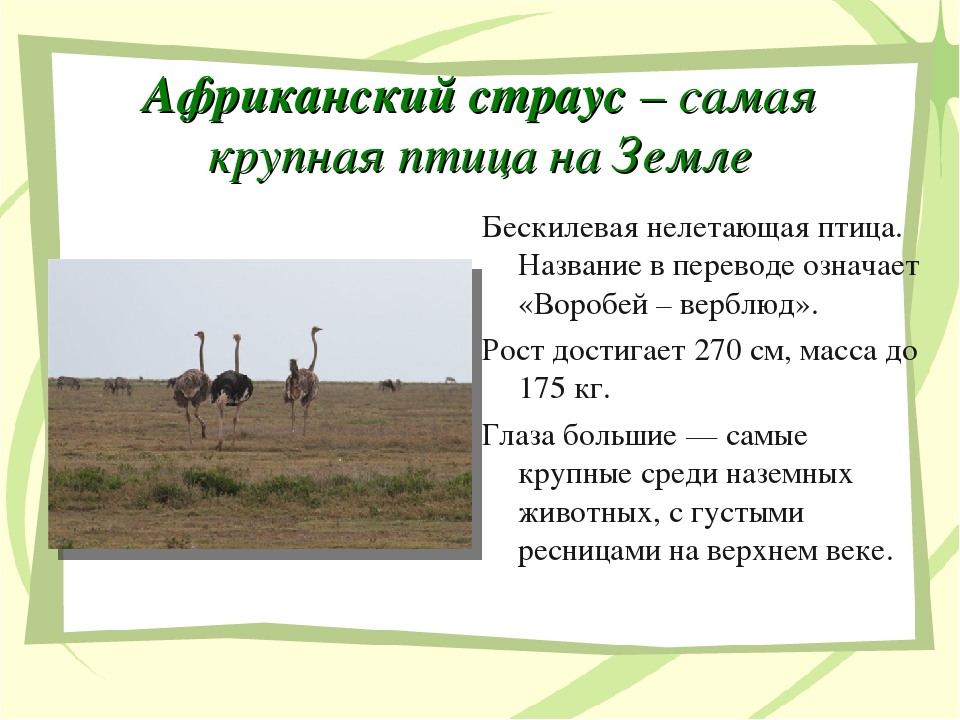 Жизнь в природной зоне. Природная зона страуса. Зона пустынь описание Африка. Презентация о природной зоне Африки 6 класс. Презентация по географии 7 класс природные зоны земли Саванна.