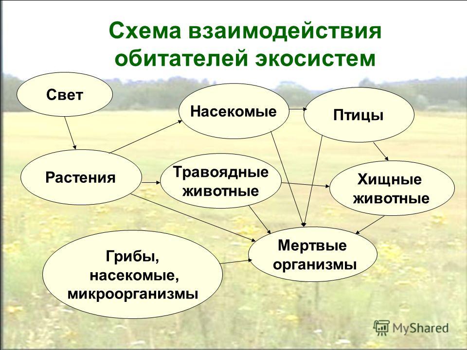 Составить схему биогеоценоза