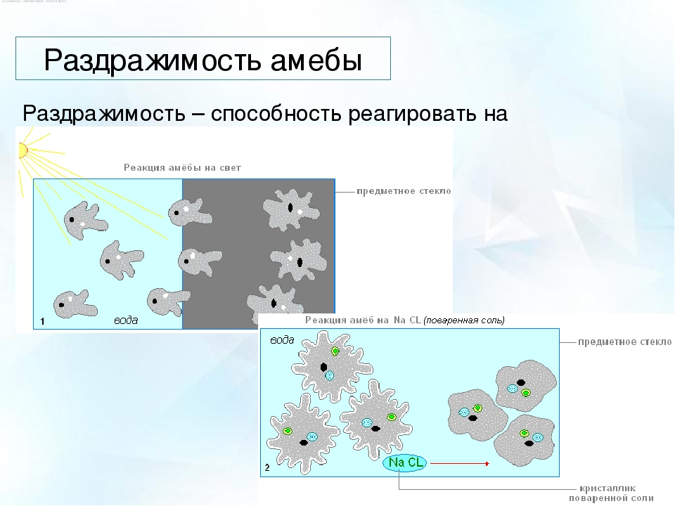 На рисунке изображено одно из проявлений жизнедеятельности амебы