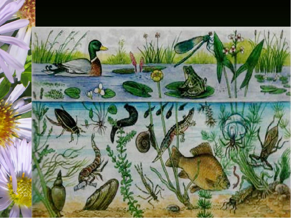 Природное сообщество биоценоз. Биоценоз озера рис. Обитатели пруда. Растения и животные водоемов.