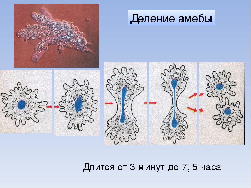 На рисунке изображено одно из проявлений жизнедеятельности амебы