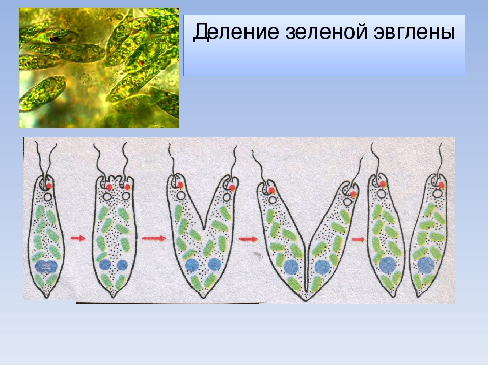 Схема эвглены зеленой