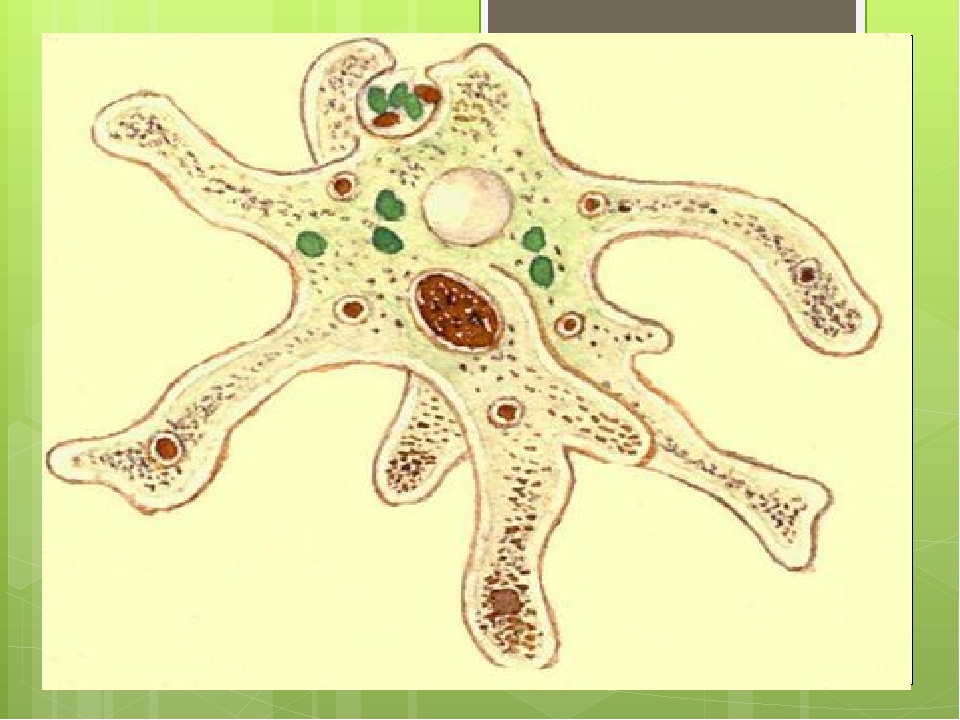 Амеба рисунок в цвете