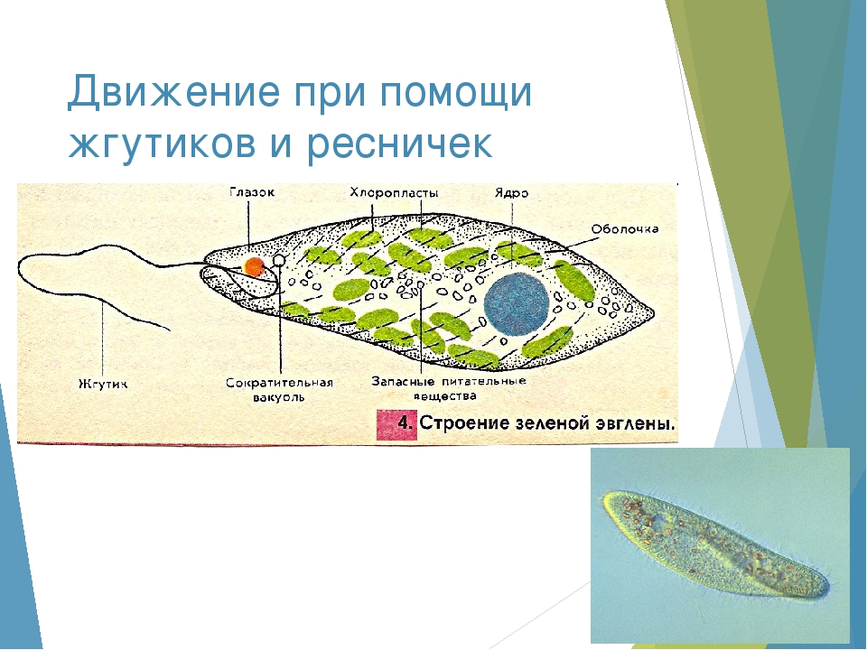 Презентация способы передвижения животных полости тела 7 класс