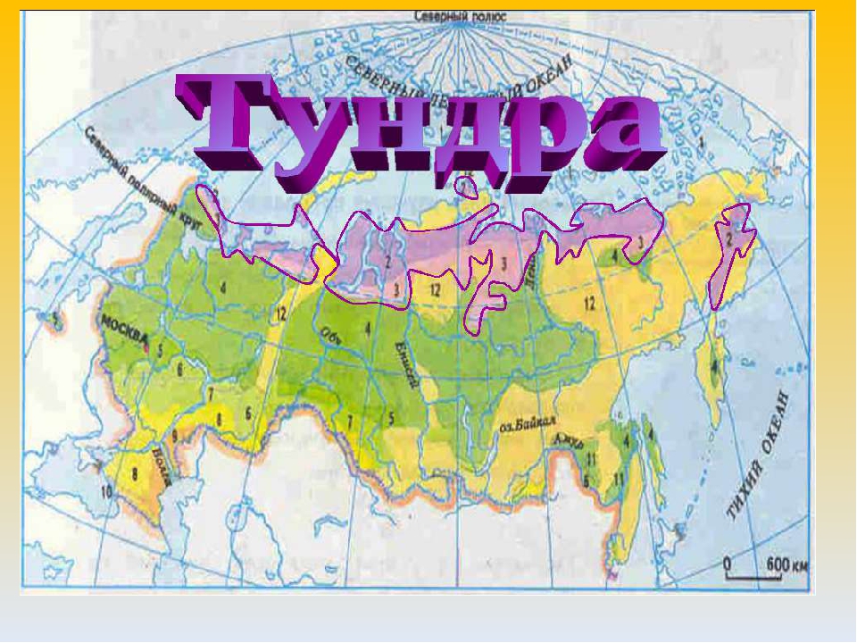 Тундра и лесотундра карта