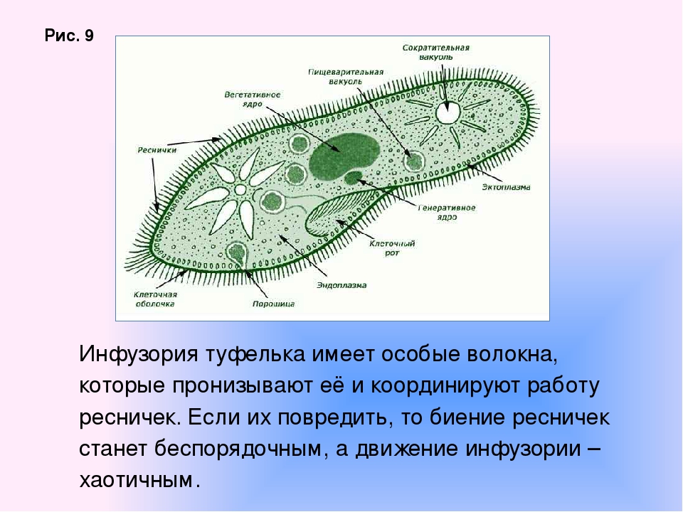 Нарисовать инфузорию туфельку биология 5 класс