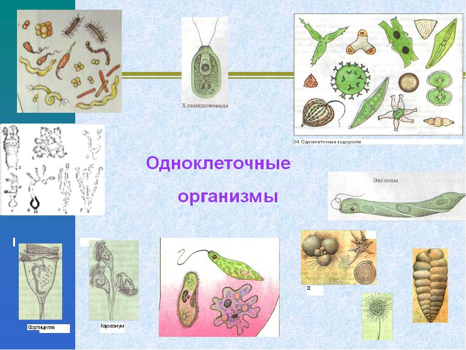 Пример любого организма. Одноклеточные организмы. Одноклеточные оргаганизмы. Одноклеточные и много клеточные рганизы. Царство одноклеточных организмов.
