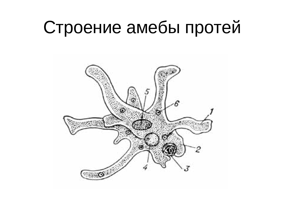 Нарисуйте строение. Строение амебы обыкновенной. Строение амебы Протей. Строение амебы обыкновенной биология. Строение амебы Протей амебы.