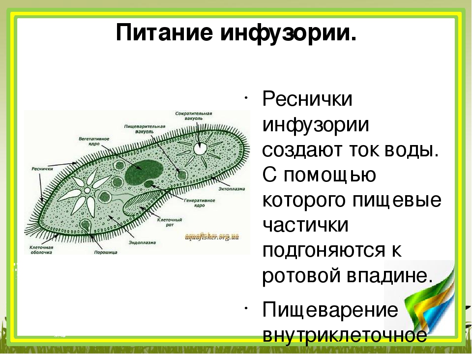 Образ жизни инфузорий. Инфузория туфелька таксоны. Инфузория туфелька пищеварительная вакуоль. Функция малого ядра инфузории туфельки. Клеточная стенка у инфузории.