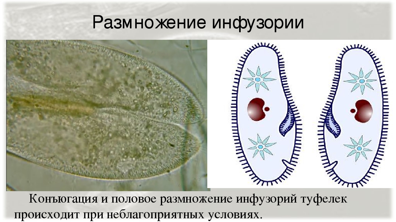 Инфузория туфелька размножение. Класс инфузорииконьюгация 7 класс. Конъюгация инфузорий. Конъюгация инфузории туфельки. Конъюгация инфузорий вид размножения.