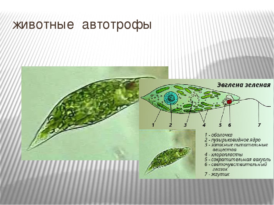 3 автотрофы. Хлоропласты у эвглены зеленой. Эвглена зеленая пластиды. Гетеротрофное питание эвглены зеленой. Ядро жгутиковые эвглена зеленая.