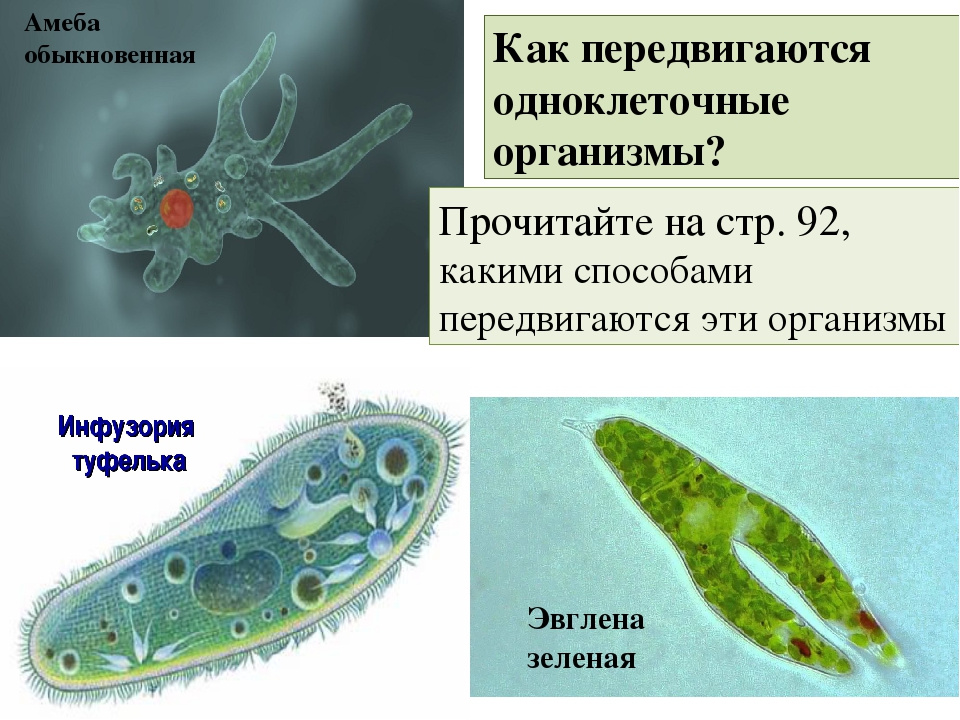Одноклеточные организмы не имеющие оформленного. Одноклеточные организмы. Движение одноклеточных организмов. Одноклеточные организмы амеба. Как передвигаются одноклеточные организмы.