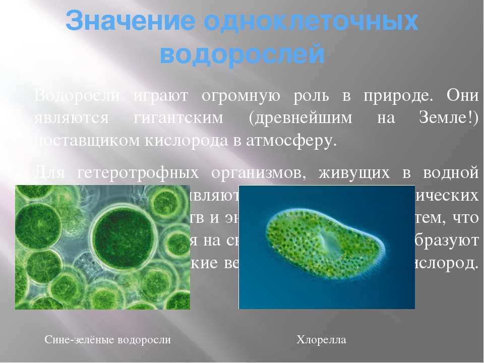 4 значения простейших