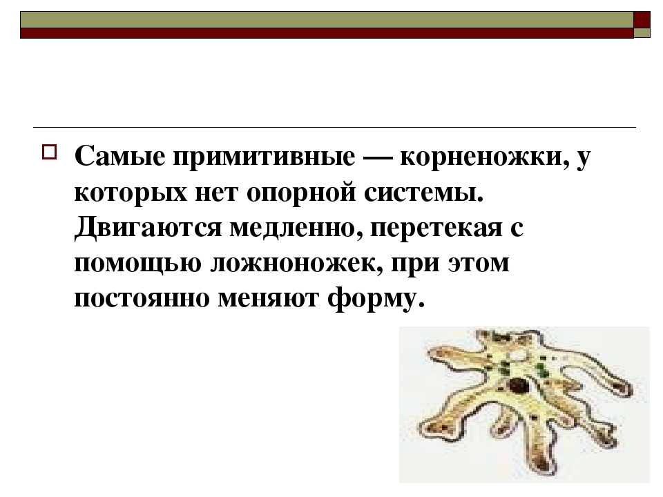 Наиболее примитивный. Опорно двигательная система амебы. Корненожки опорно двигательная система. Опорные структуры у корненожек. Самые примитивные простейшие корненожки которые.