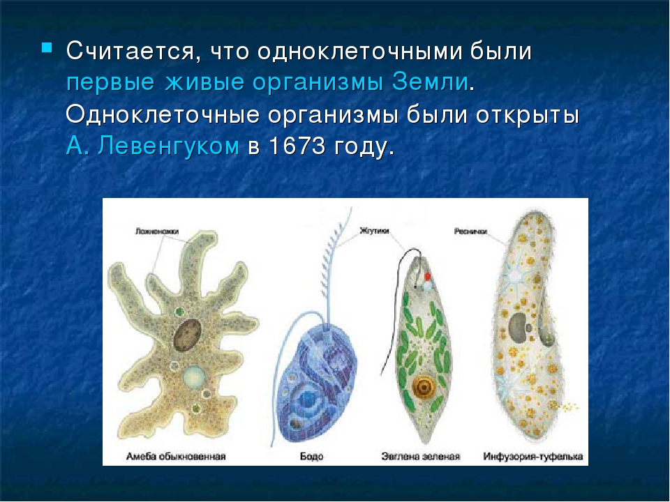 Организмы бывают. Простейшие одноклеточные организмы. Первые одноклеточные. Одноклеточных животных. Простейшие одноклеточные животные.