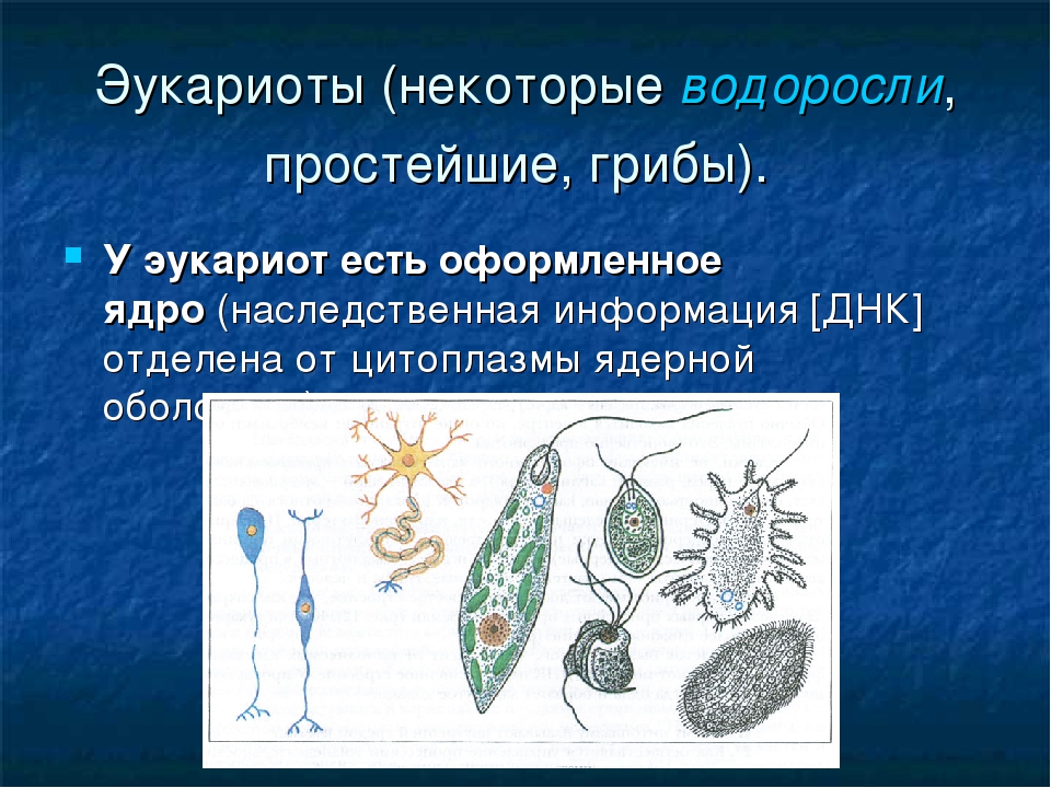 Что является простейшим элементом. Одноклеточные организмы. Одноклеточные эукариоты. Одноклеточные эукариоты простейшие. Строение одноклеточных.