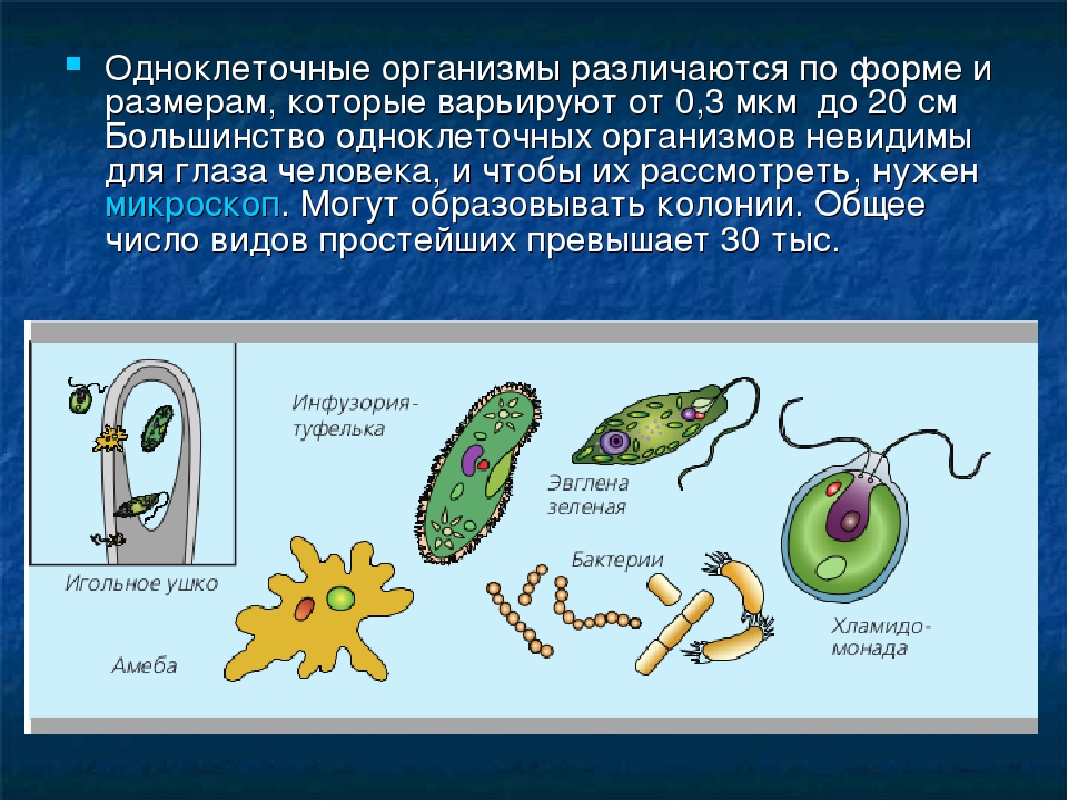 Что является простейшим элементом. Одноклеточные организмы 5 класс биология. Одноклеточные оргаганизмы. Одоклеточные организм. Клетка одноклеточного организма.