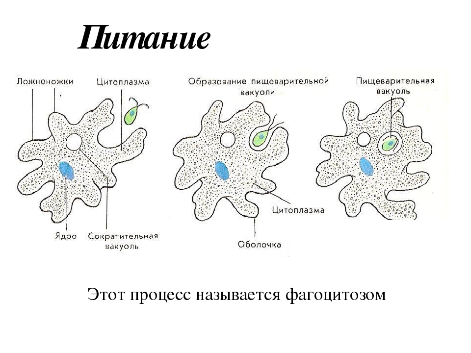 Что обозначено на рисунке цифрой 4 ядро цитоплазма пищеварительная вакуоль ложноножки псевдоподии