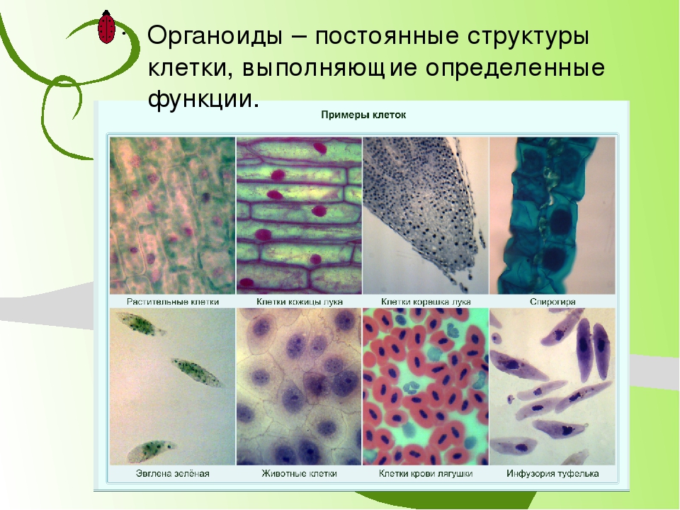 Большое разнообразие клеток. Примеры клеток. Клеточный примеры. Животные клетки примеры. Клетка образец.