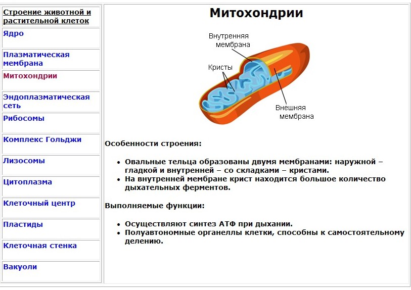 Органоид строение функции таблица ядро