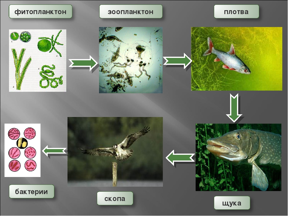 Цепь питания в водоеме. Фитопланктон зоопланктон пищевая цепь. Цепь питание в вадаеме. Пищевая цепочка водоема. Цепочка питания пресноводных водоемов.