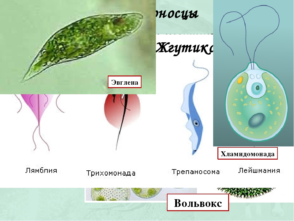 Трипаносома способна к фотосинтезу. Эвглена и хламидомонада. Хламидомонада и эвглена зеленая. Жгутиконосцы водоросли. Зелёная эвглена и хламидоманада.