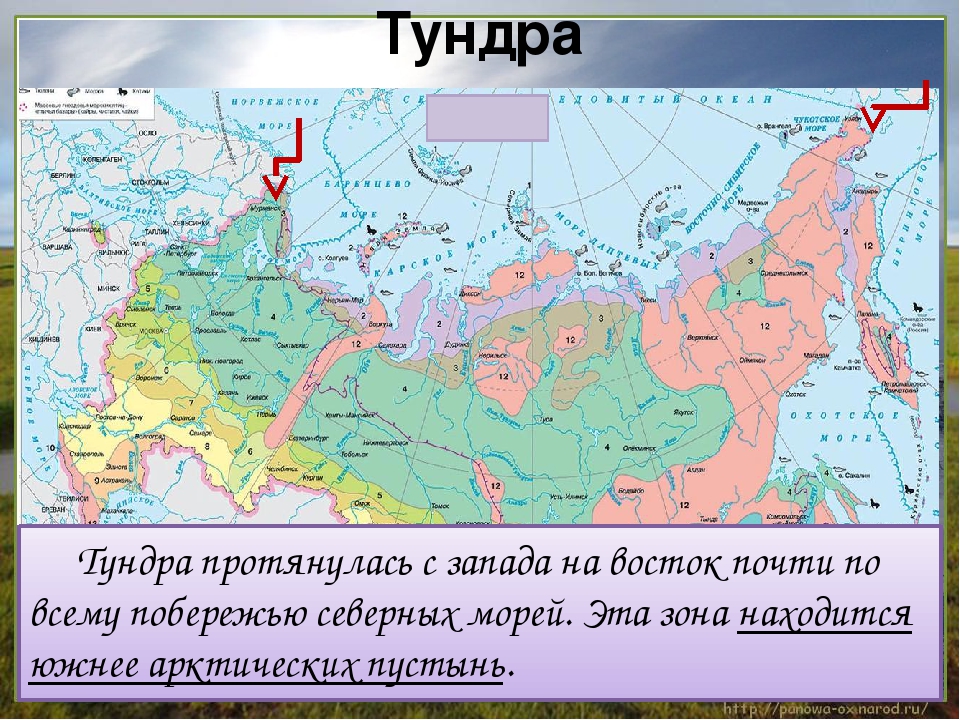 Тундра лесотундра тайга карта. Зона тундры 4 класс окружающий мир на карте. Окружающий мир 4 класс природные зоны России зона тундра. Зона тундры на карте России.