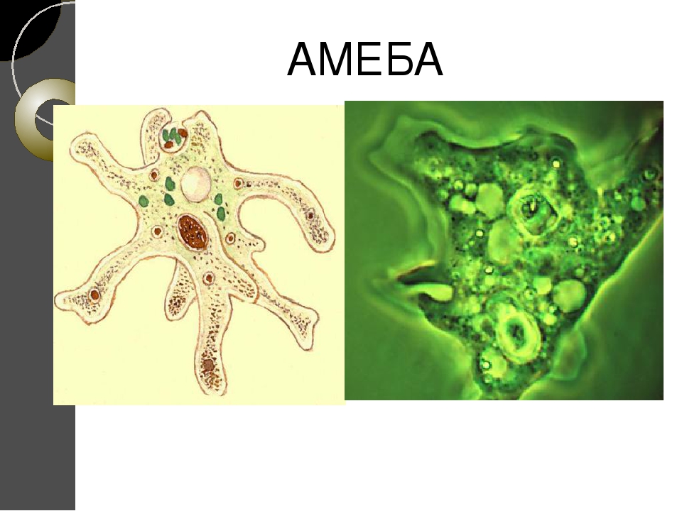 Амеба относится к. Амеба 5 класс биология. Амеба 5 класс. Амеба 7 класс биология. Амеба в живую.