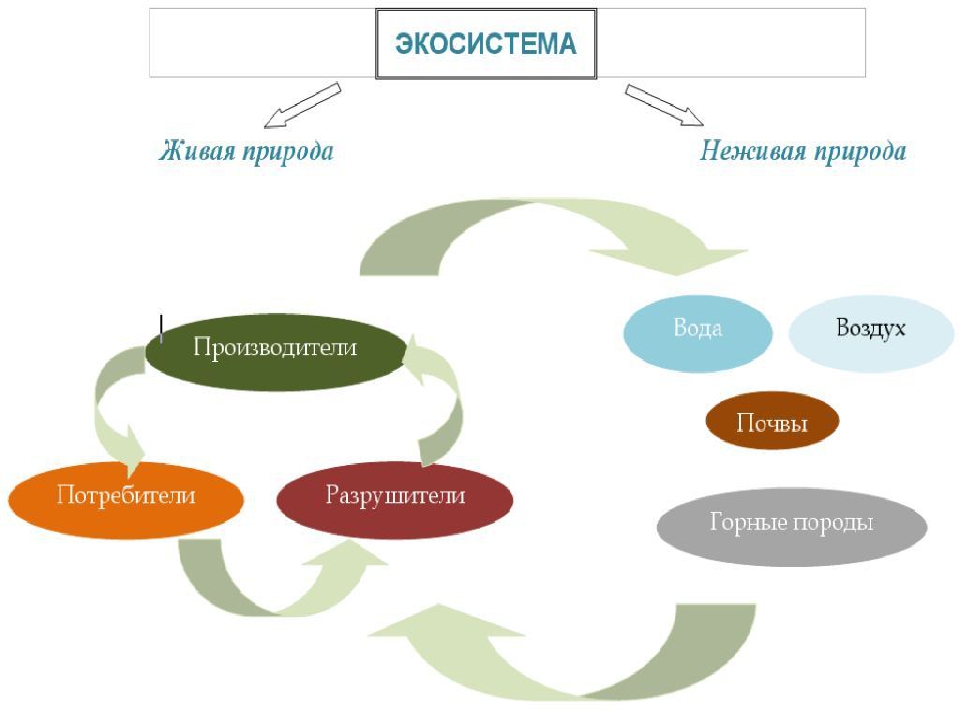 Схема экологической системы