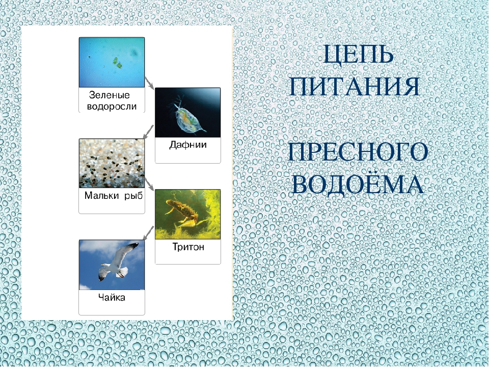 Схема трофической структуры водоема на примере обитателей пруда