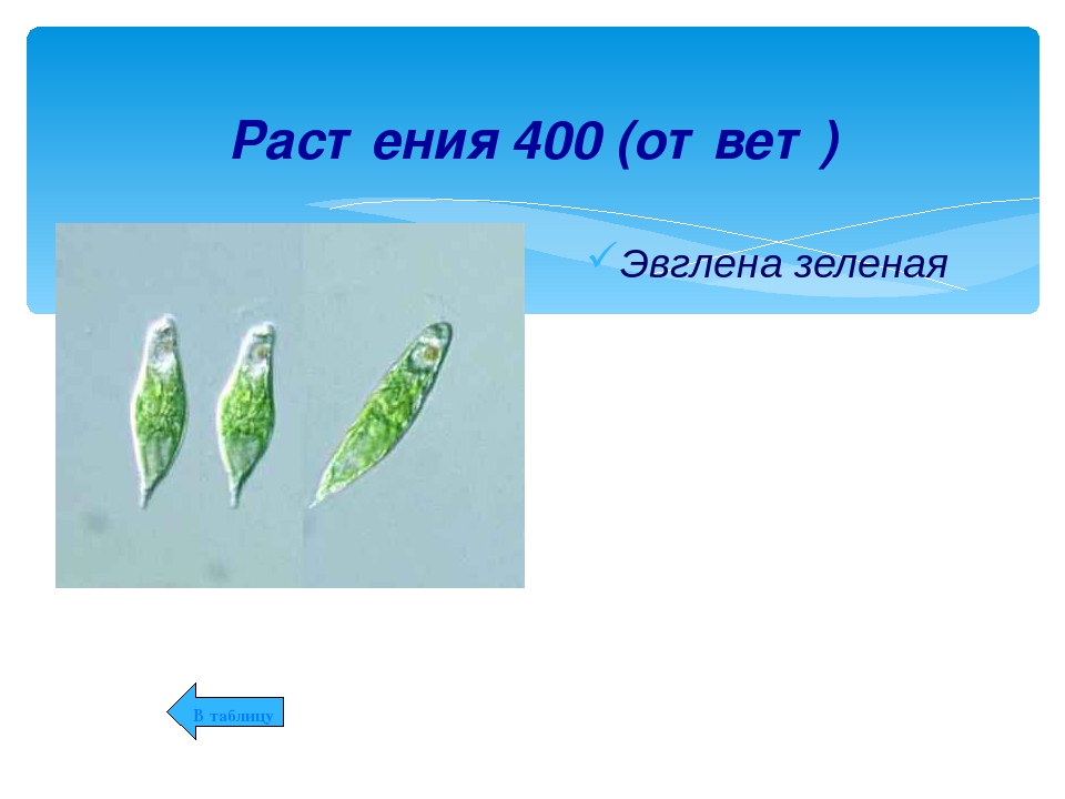 Эвглена зеленая какое питание. Эвглена зеленая. Эвглена зеленая это растение или животное. Размер эвглены зеленой. Форма тела эвглены зеленой.
