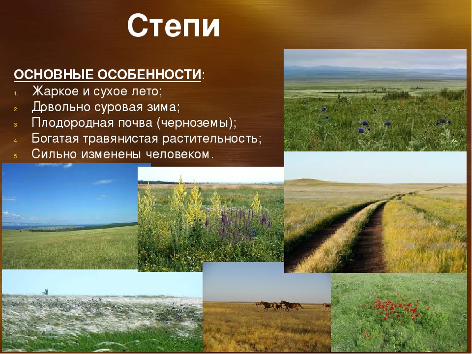 В россии зона степей расположена. Степь природная зона. Характеристика степи. Особенности зоны степей. Природные особенности степи.