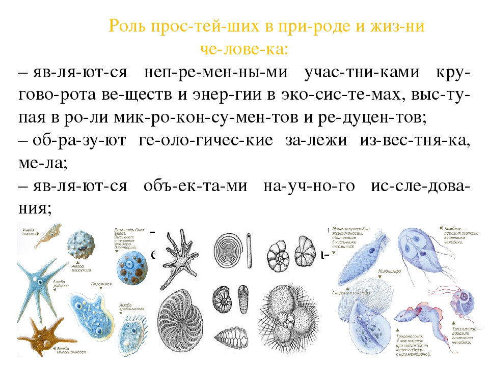 Многообразие простейших 8 класс. Значение простейших в природе и жизни сообщение. Значение простейших в природе. Роль простейших в природе. Роль простейших в природе и жизни человека.