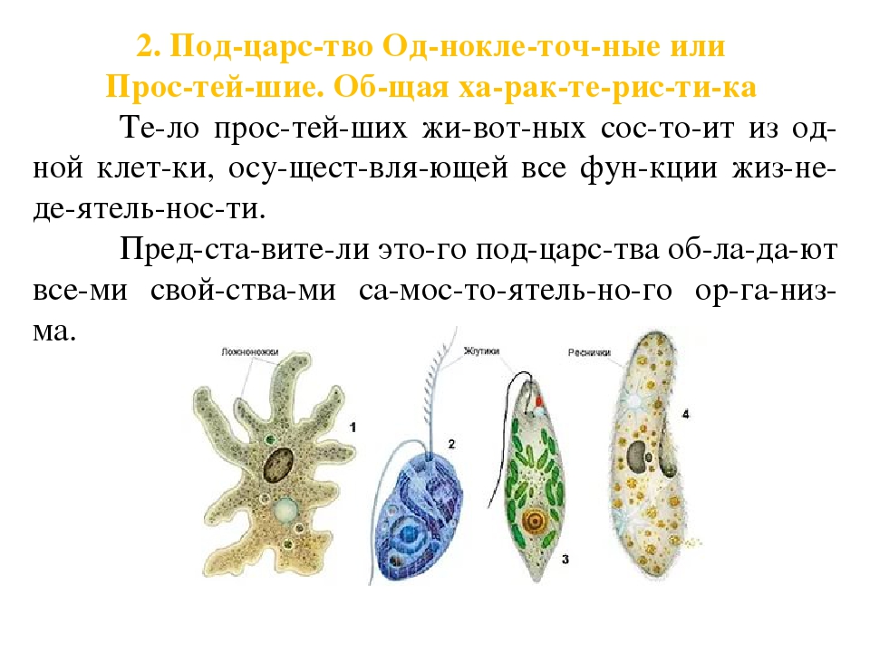 Простейшие это кратко и понятно. Общая характеристика одноклеточных простейших. Общая характеристика подцарства простейшие. Характеристика одноклеточных. Изучение многообразия свободноживущих водных простейших.